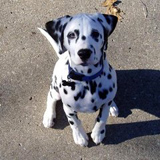 Dalmatian puppies