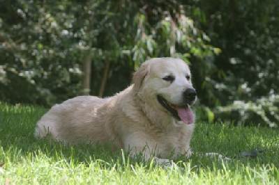 Great Golden Retriever temperament Great Golden Retriever temperament