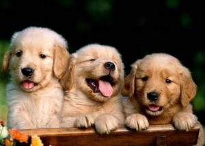 How to train a puppy not to bite How to train a puppy not to bite