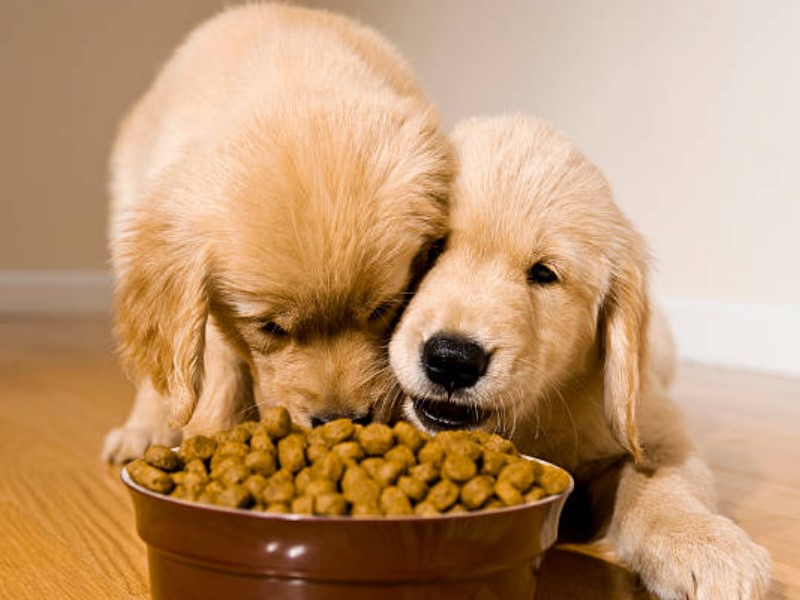 Cold pressed dog food doesn’t use as many nonrenewable resources. Golden retrievers eating.